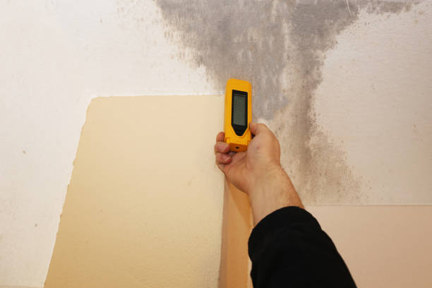Best Forensic Mold Investigation  in Williston Park, NY