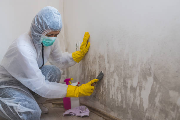 Mold Removal for HVAC Installations in Williston Park, NY