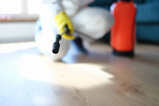 Best Emergency Mold Remediation  in Williston Park, NY
