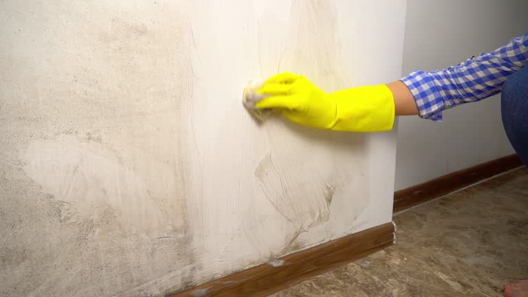 Best Mold Prevention Services  in Williston Park, NY