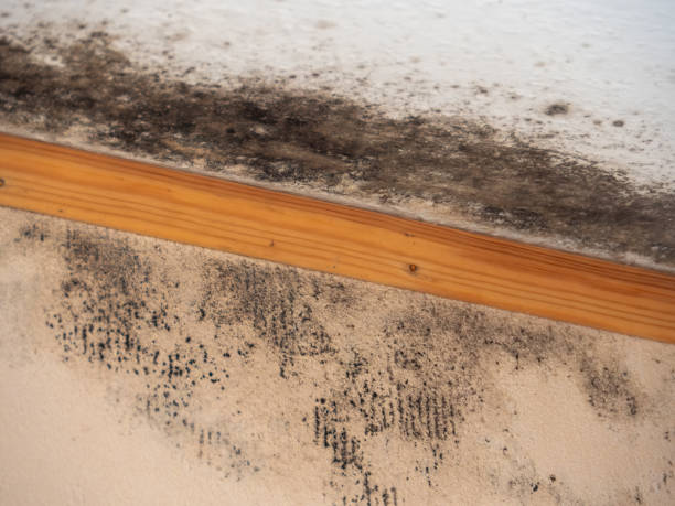 Best Post-Remediation Verification Testing  in Williston Park, NY
