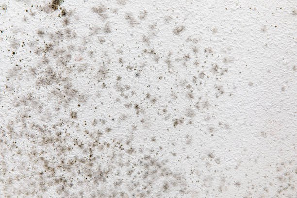 Best Mold Documentation for Insurance Claims  in Williston Park, NY
