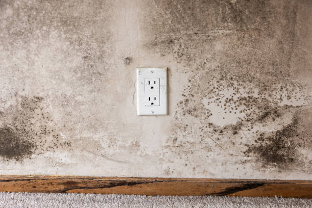 Best Water Damage & Mold Remediation  in Williston Park, NY
