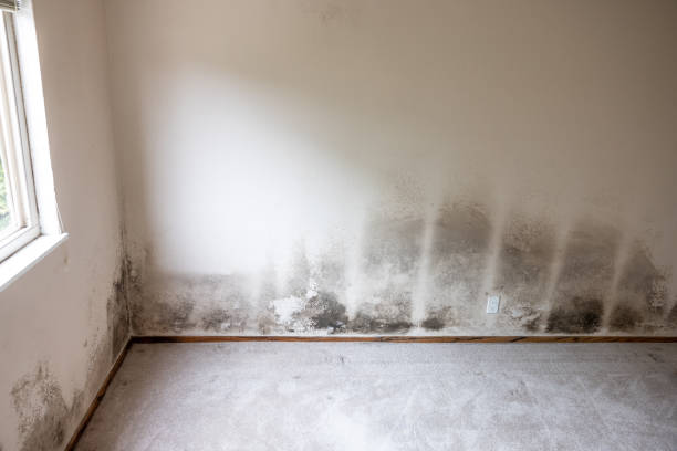 Best Black Mold Removal  in Williston Park, NY